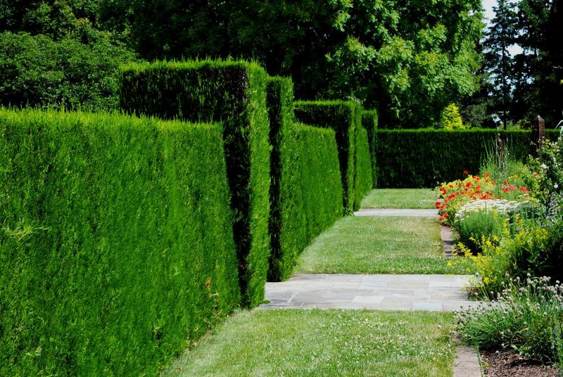 different sizes and shapes of hedge 