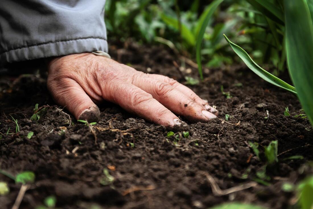 old man's hand is touching the soil on the ground